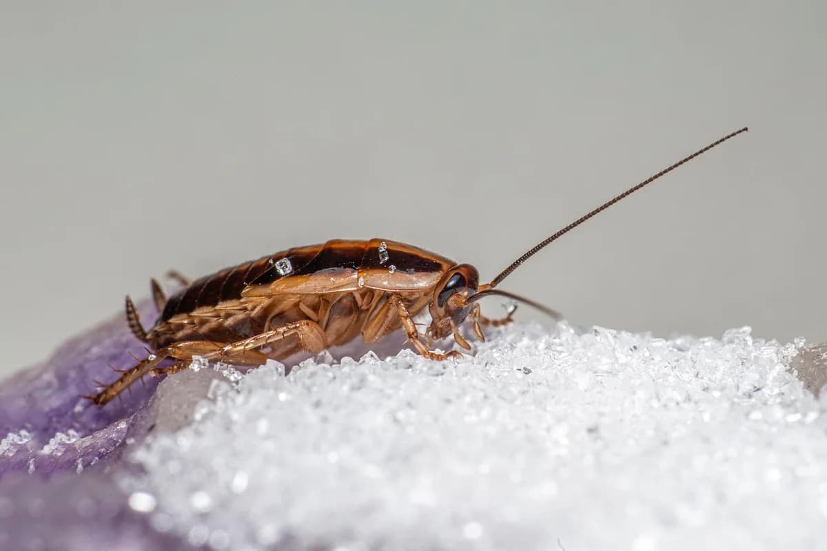 Cucaracha alemana (cocinas)