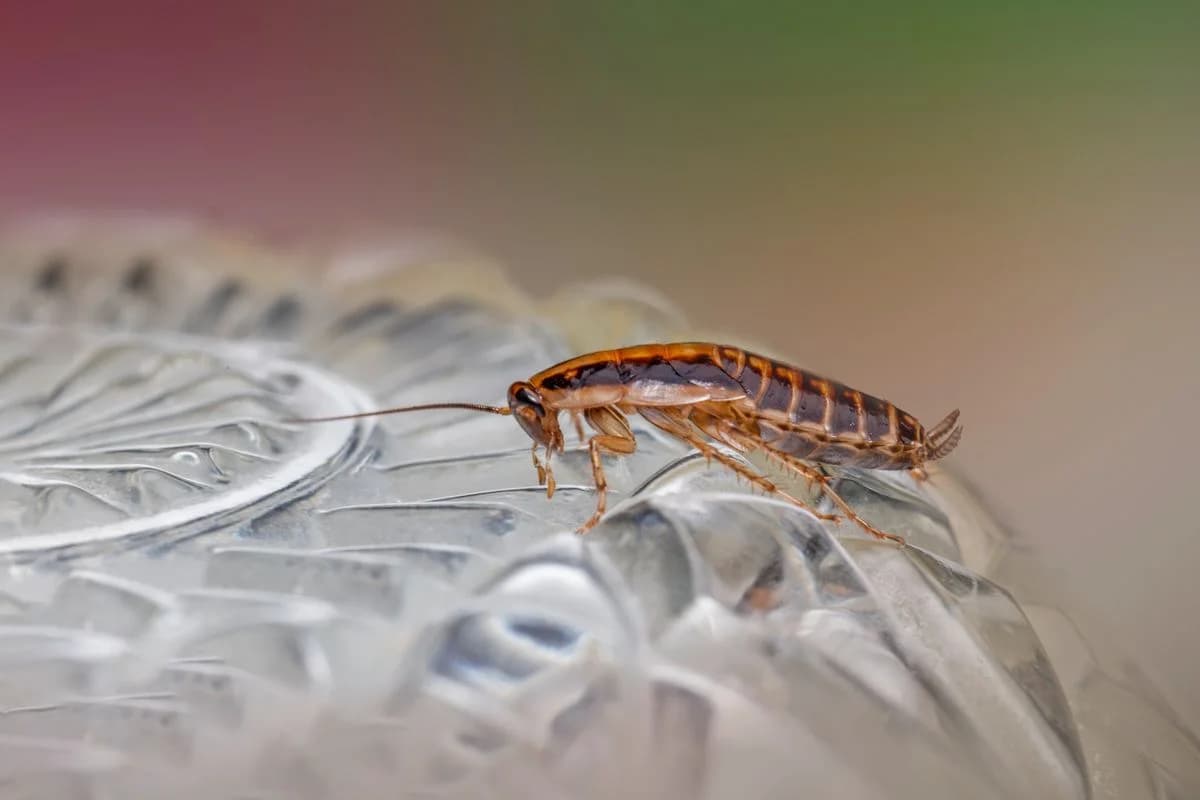 Señales de plaga de cucarachas: cómo detectarla y qué hacer