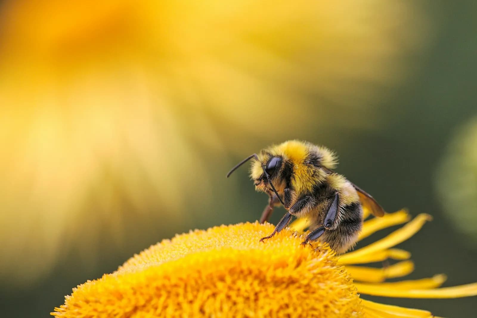Control y reubicación de abejas