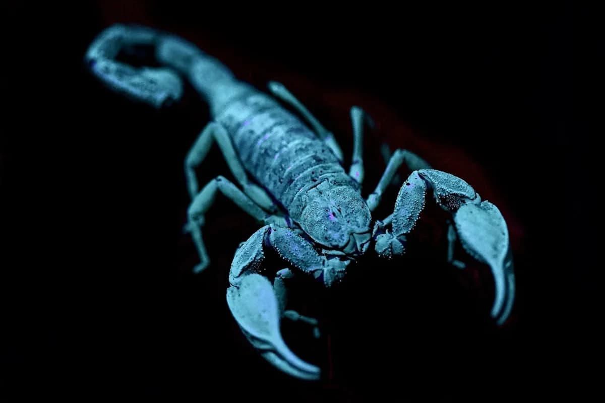 ¿Por qué hay tantos alacranes en Jalisco? El estado #1 en picaduras