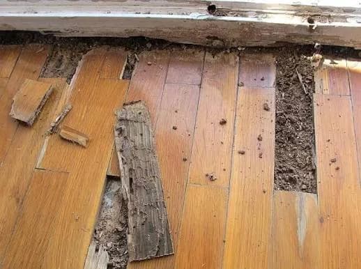 Cómo eliminar termitas que dañan tu madera y muebles